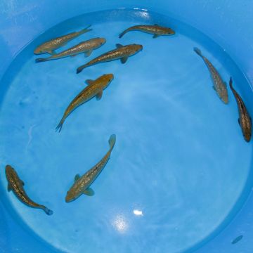 Koi Japon Tosai Ginrin Chagoi 23-25cm eleveur Marudo