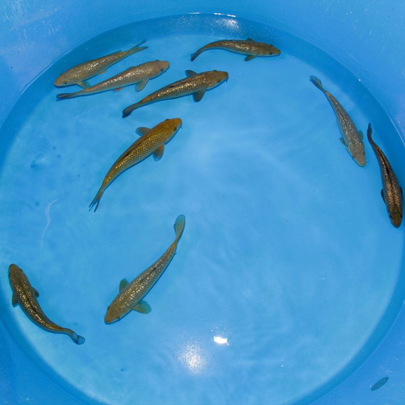 Koi Japon Tosai Mix 23-25cm eleveur Marudo
