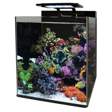 Blue marine Reef 90 aquarium