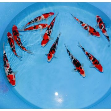 Koi Japon Tosai Kabuto Yellow HQ Select 23-25cm eleveur Izumiya