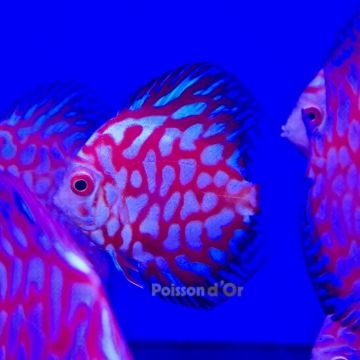 Discus Pigeon blue 7-8cm