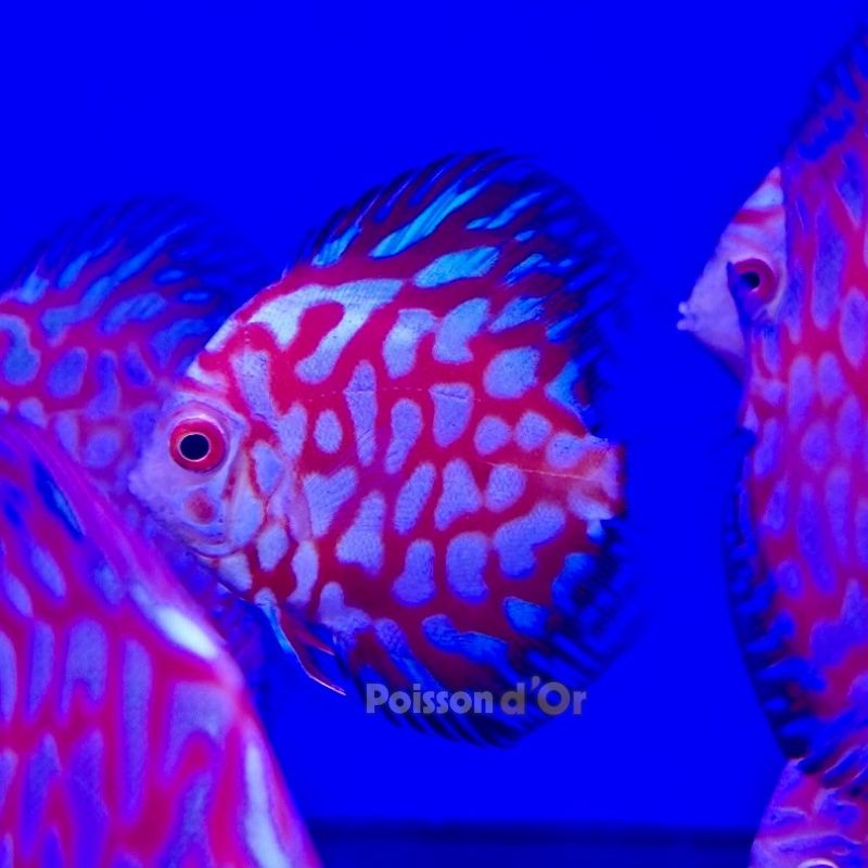 Discus Pigeon blue 7-8cm
