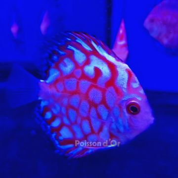 Discus Pigeon blue 7-8cm