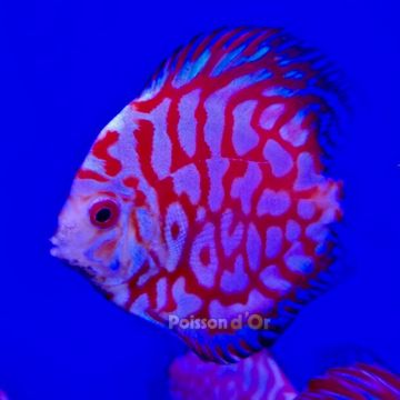 Discus Pigeon Blue 9-10cm