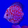 Discus Pigeon Blue 9-10cm