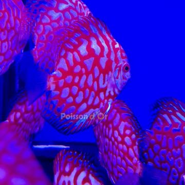 Discus Pigeon Blue 9-10cm