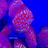 Discus Pigeon Blue 9-10cm