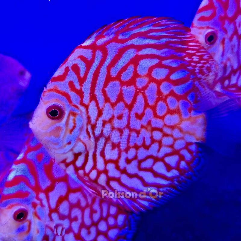 Discus Pigeon Blue 9-10cm