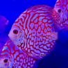 Discus Pigeon Blue 9-10cm