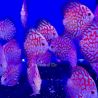 Discus Pigeon blue11-12cm