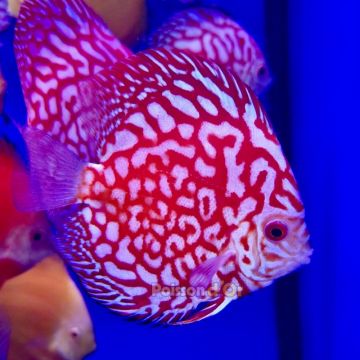 Discus Pigeon blue11-12cm