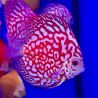 Discus Pigeon blue11-12cm