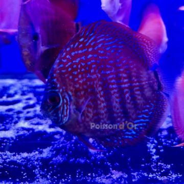Discus New Star 9-10cm 