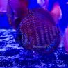 Discus New Star 9-10cm 