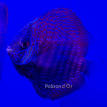 Discus New Star 9-10cm 