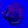 Discus New Star 9-10cm 