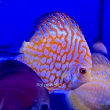 Discus Pigeon Yellow 8-9cm 
