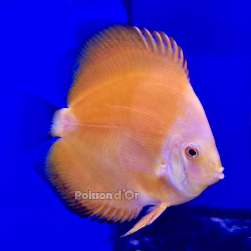 Discus Gold Yellow 10-11cm 
