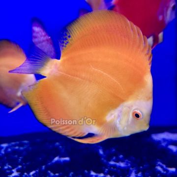 Discus Gold Yellow 10-11cm 