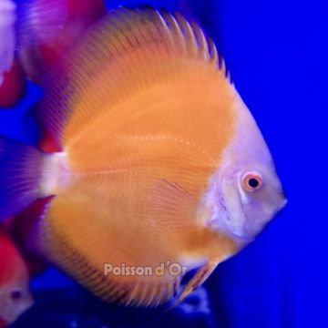 Discus Gold Yellow 10-11cm 
