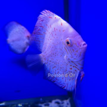 Discus White Butterfly Jaguar 11-12cm 