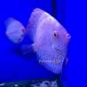 Discus White Butterfly Jaguar 6-7 cm