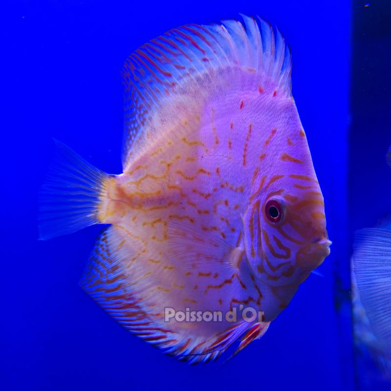 Discus White Butterfly Jaguar 6-7 cm
