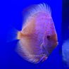 Discus White Butterfly Jaguar 6-7 cm