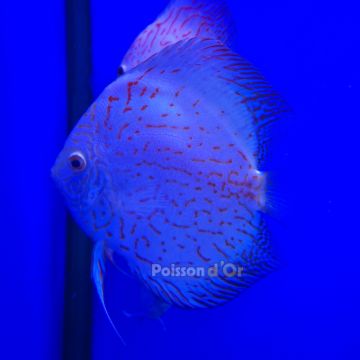 Discus White Butterfly Jaguar 6-7 cm