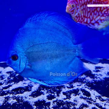 Discus Blue Diamond Red Eyes 13-14cm