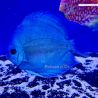 Discus Blue Diamond Red Eyes 13-14cm 