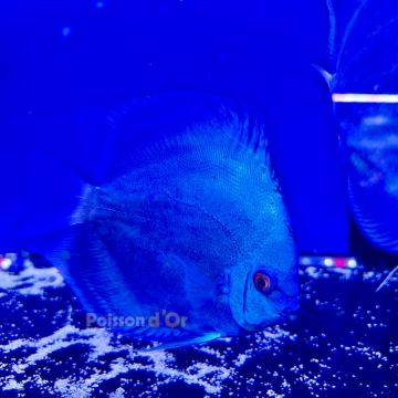 Discus Blue Diamond Red Eyes 13-14cm 