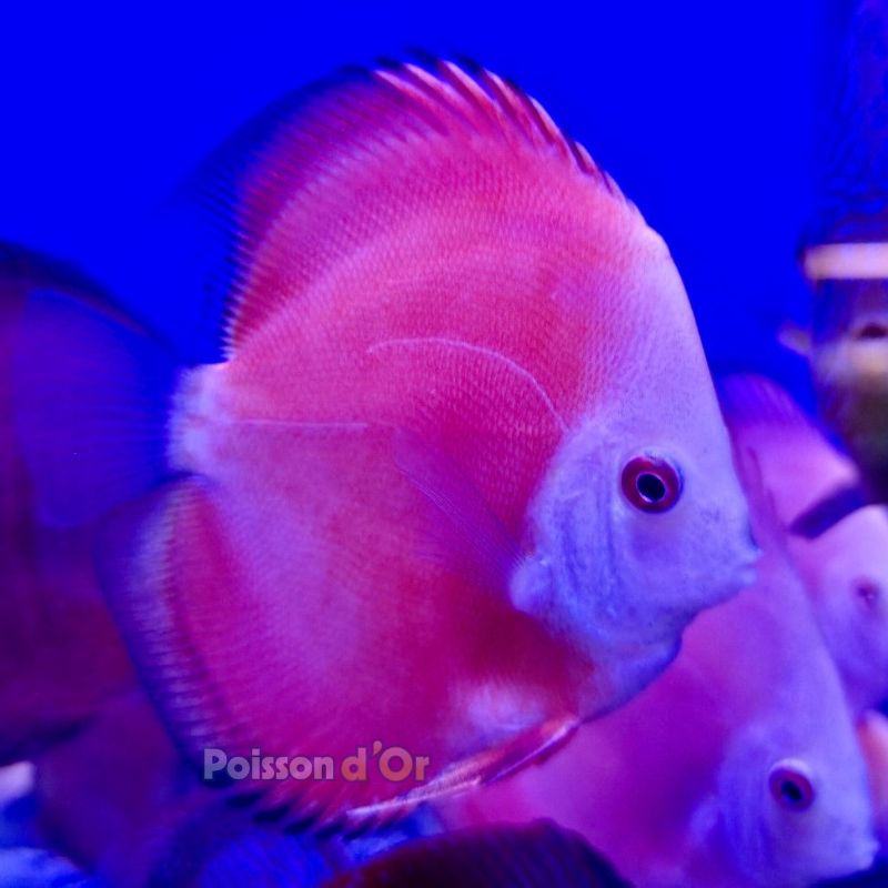Discus Red Melon 8-9cm 