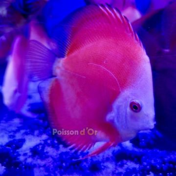 Discus Red Melon 8-9cm 