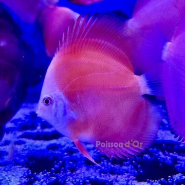 Discus Red Melon 8-9cm 