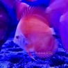 Discus Red Melon 8-9cm 