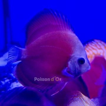 Discus Red Cover 8-9cm 