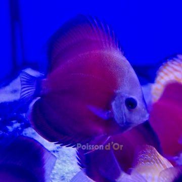 Discus Red Cover 8-9cm 
