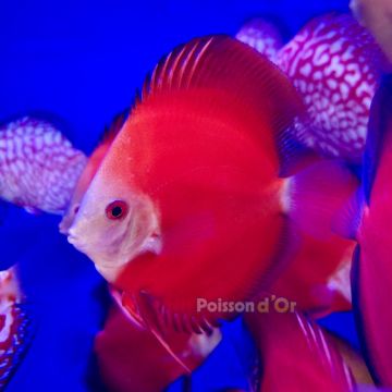 Discus Red Diamond 10-11cm 