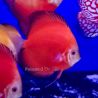 Discus Red Diamond 10-11cm 