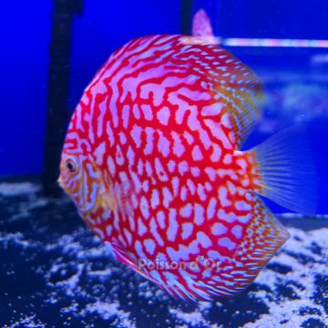 Discus Majestic Pigeon 15cm 