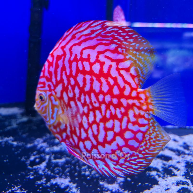 Discus Majestic Pigeon 15cm