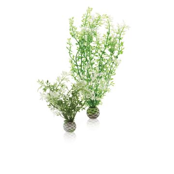 biOrb Set de deux plantes hivernales 11,95 €