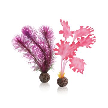 biOrb Set de plantes S roses