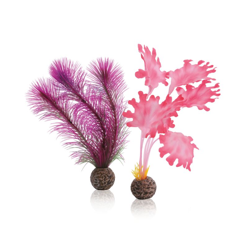 biOrb Set de plantes S roses