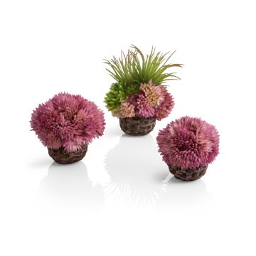 Oase Kit Corail biOrb violet