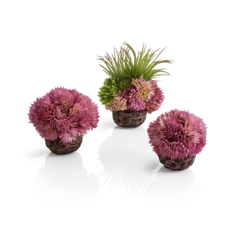 Oase Kit Corail biOrb violet