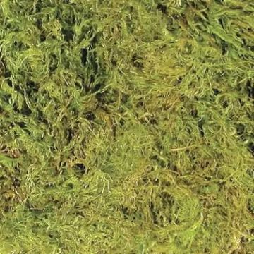 ZooMed cf2se terrarium moss small