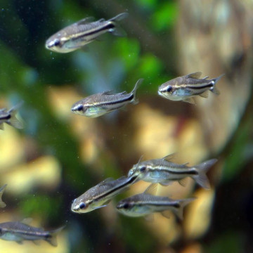 Corydoras Pygmaeus