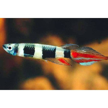 Epiplatys annulatus  set van 5